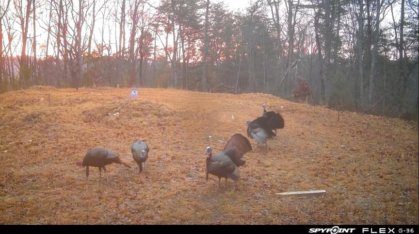 0 Muscadine Lane Chatsworth, GA 30705 - Photo 8 of 25 a backyard of a house