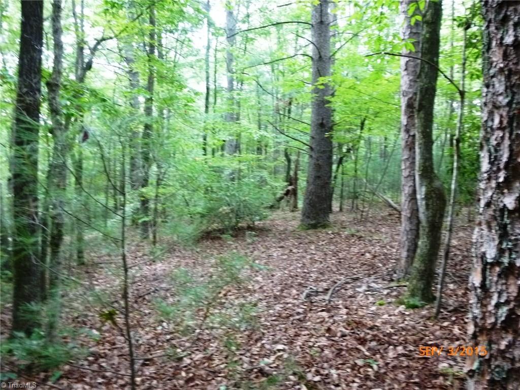 429 Union Community Road Thurmond, NC 28683 - Photo 7 of 9 Open woods with large trees.