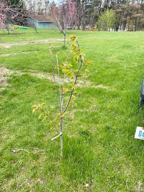 5638 Hinkley Road Stockbridge, MI 49285 - Photo 20 of 23 Young cherry tree