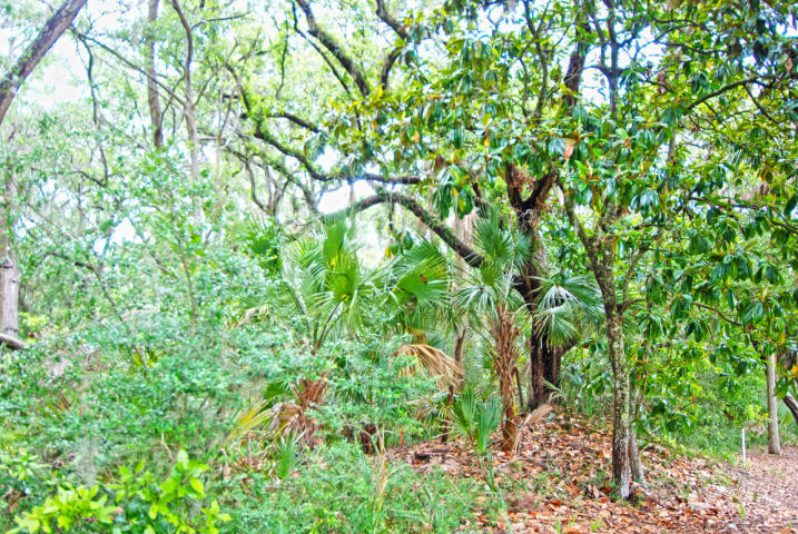 2591 High Hammock Road Seabrook Island, SC 29455 - Photo 8 of 9 MLS4 - 17015800