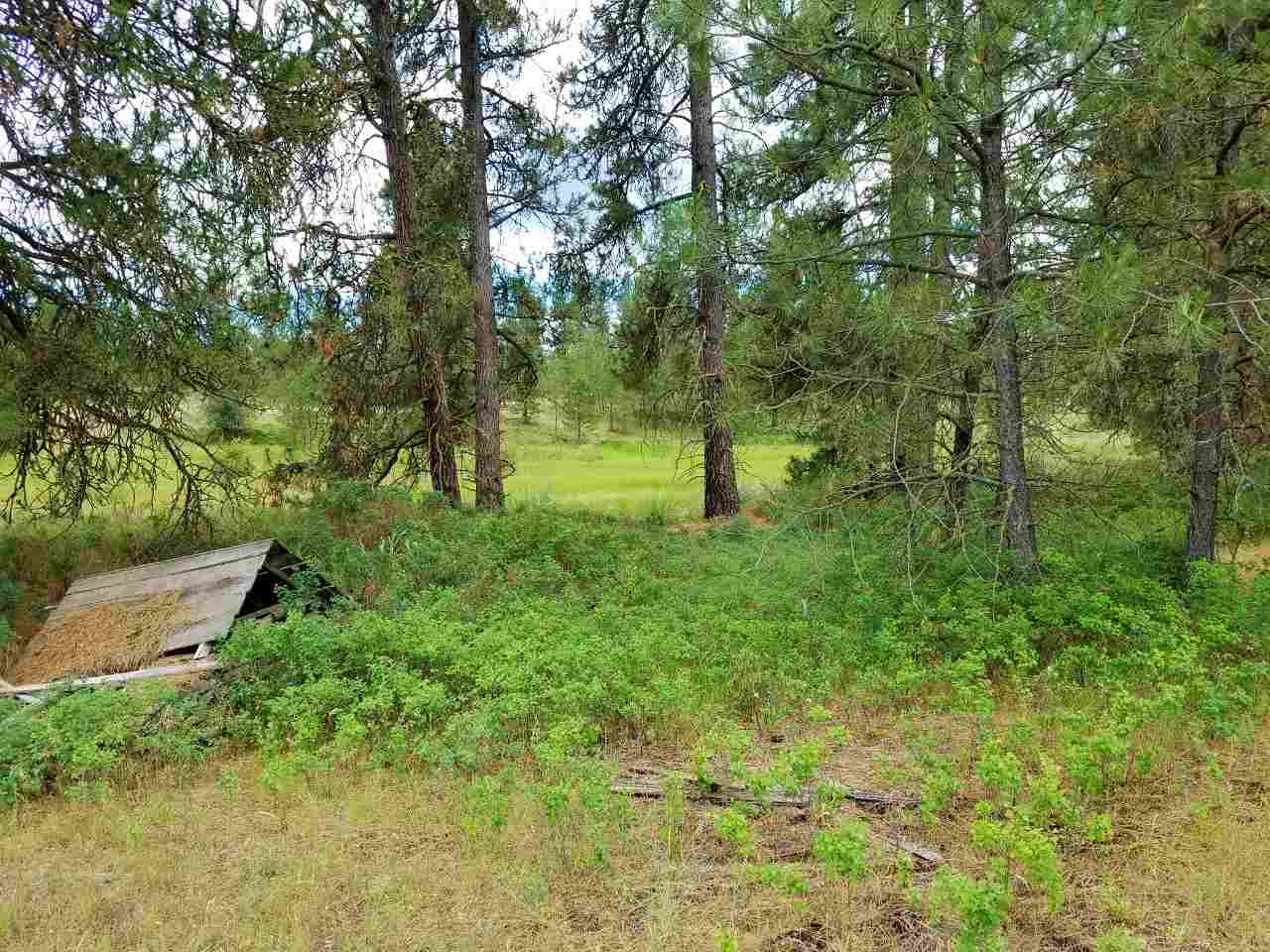 25000 South Phillips Road Cheney, WA 99004 - Photo 4 of 7