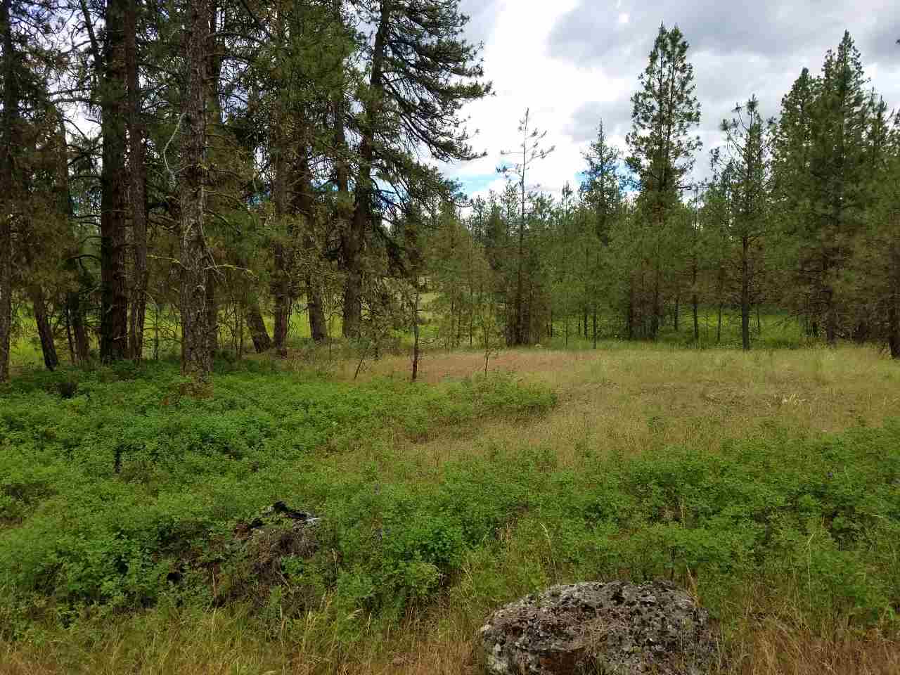 25000 South Phillips Road Cheney, WA 99004 - Photo 5 of 7