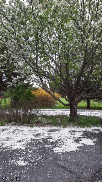 156 Lott Road Wantage, NJ 07461 - Photo 38 of 44 a view of a yard with a tree