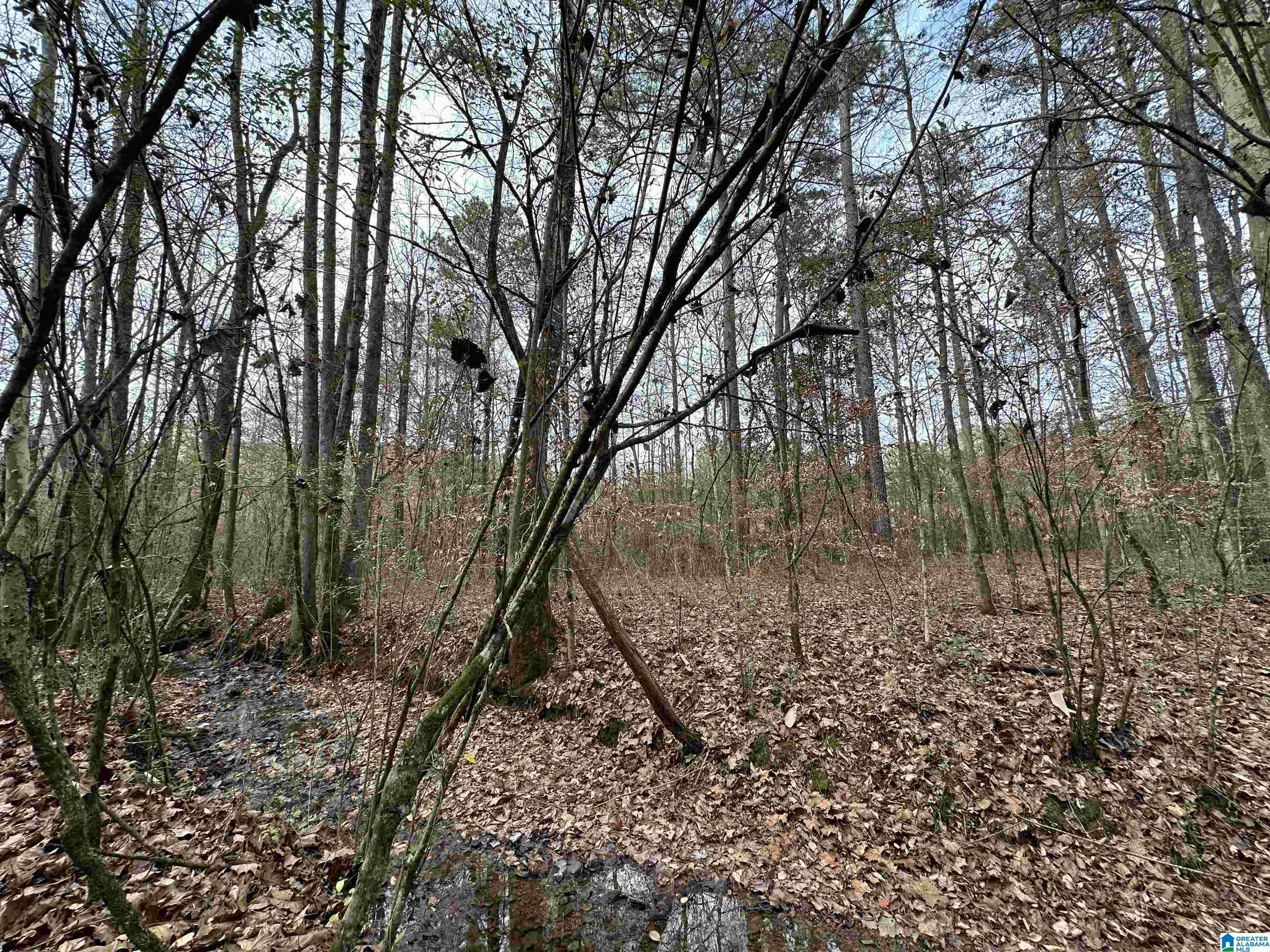 166 Warrior Robbins Road, Unit 6 4 ACRES Warrior, AL 35180 - Photo 6 of 17