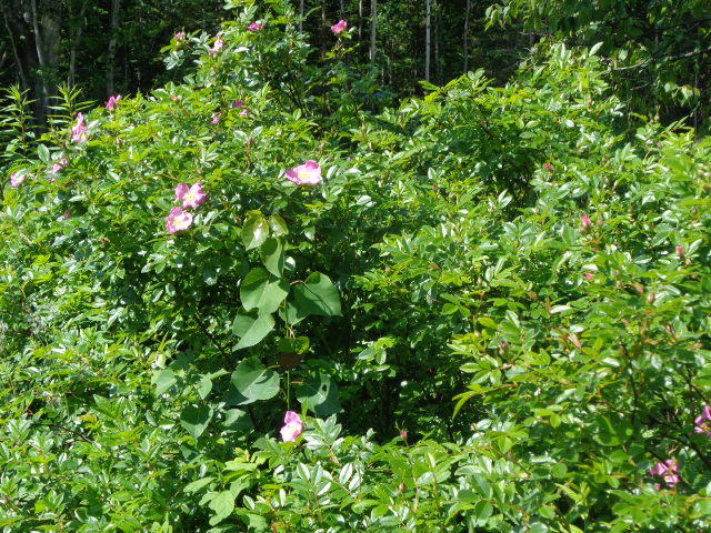 26 Strawberry Point Road Steuben, ME 04680 - Photo 11 of 62 DSC04897