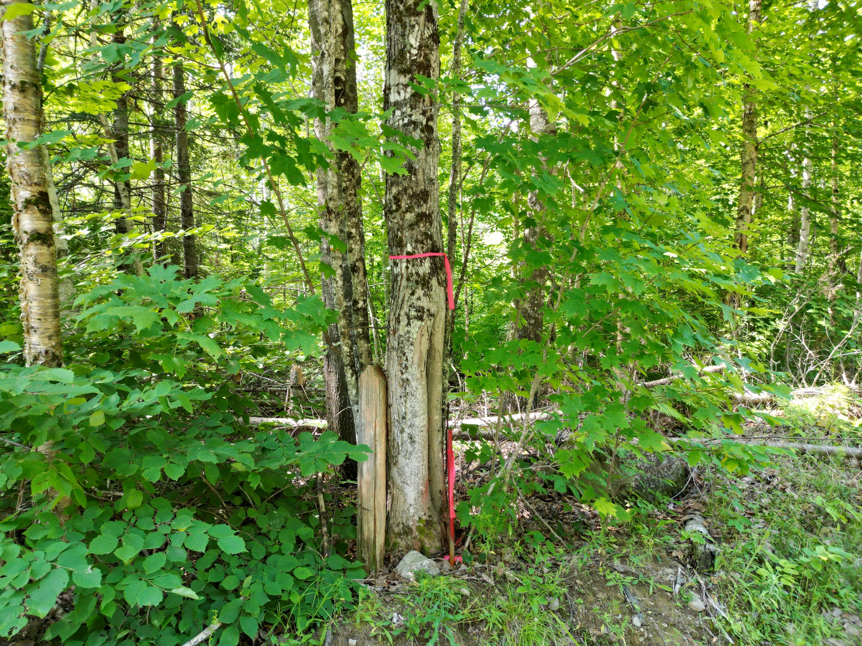 Lot 5 Moores Road Springfield, ME 04487 - Photo 1 of 18 DJI_0951