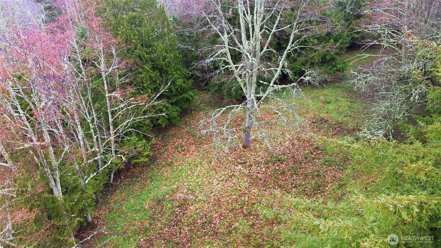 0 Wesner Street Buckley, WA 98321 - Photo 17 of 17 a view of a yard with plants and a tree