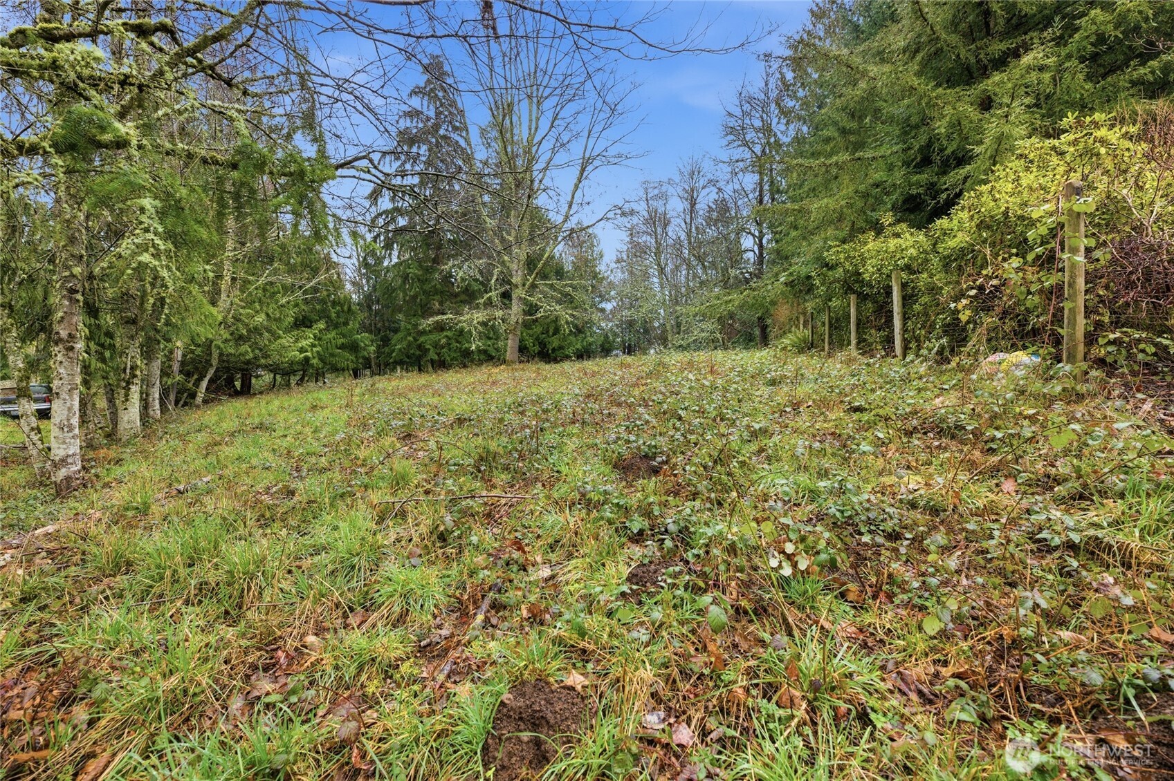 0 Wesner Street Buckley, WA 98321 - Photo 5 of 17 a view of a yard with a tree