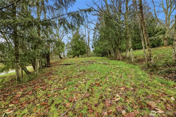 a view of a yard with trees