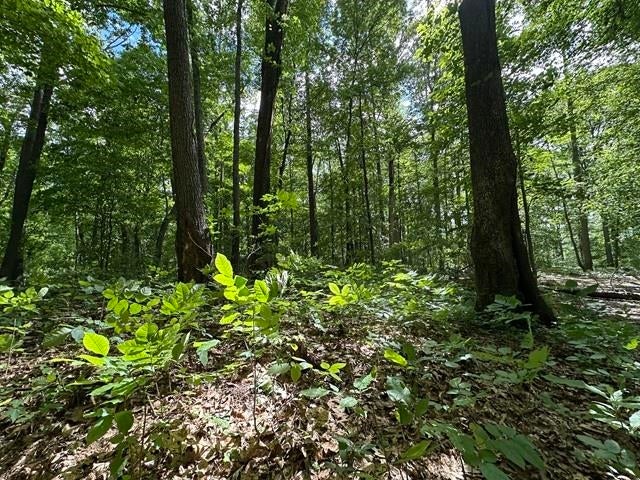 Tbd Tbd Undisclosed Road Pembroke, VA 24136 - Photo 9 of 20 Gallery Image 9