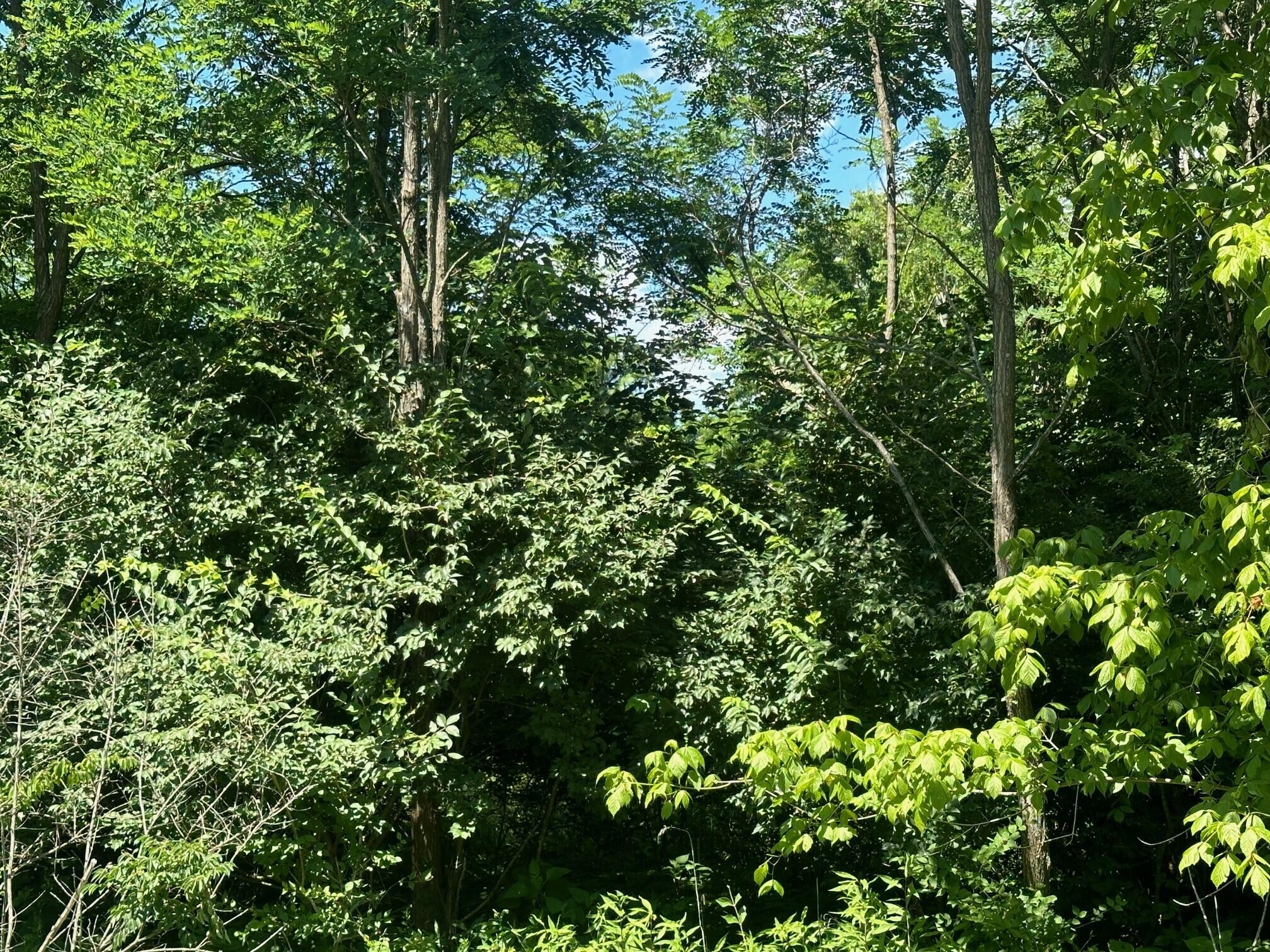 Lot 172 Sulee Circle, Unit 172 Guild, TN 37340 - Photo 2 of 6 4