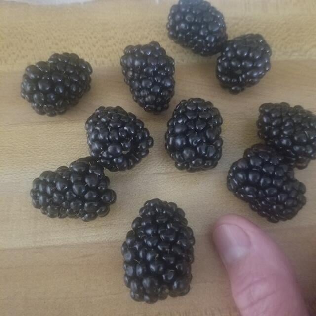 2355 Nickells Mill Road Ronceverte, WV 24970 - Photo 58 of 91 Gallery Image 58