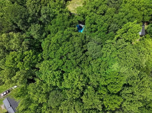a view of a lush green forest