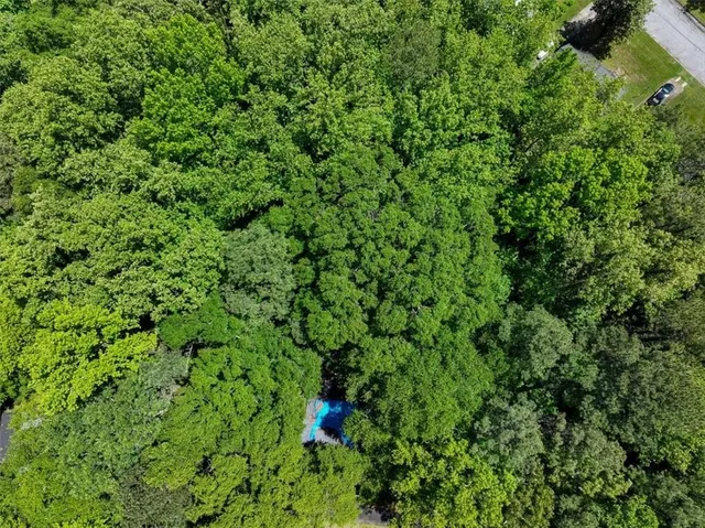 a view of a lush green forest