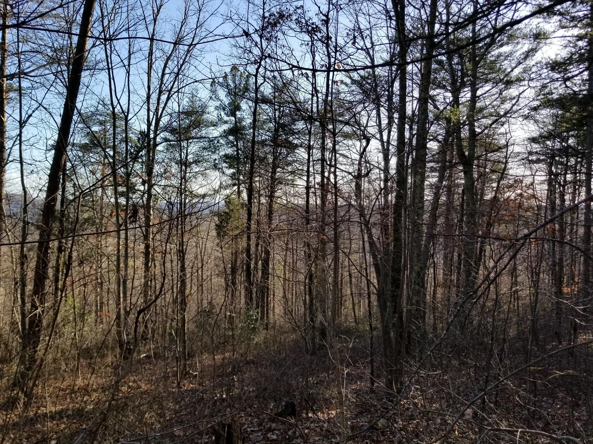 7403 Palmer Firetower Road Whitwell, TN 37397 - Photo 3 of 10 Gallery Image 3