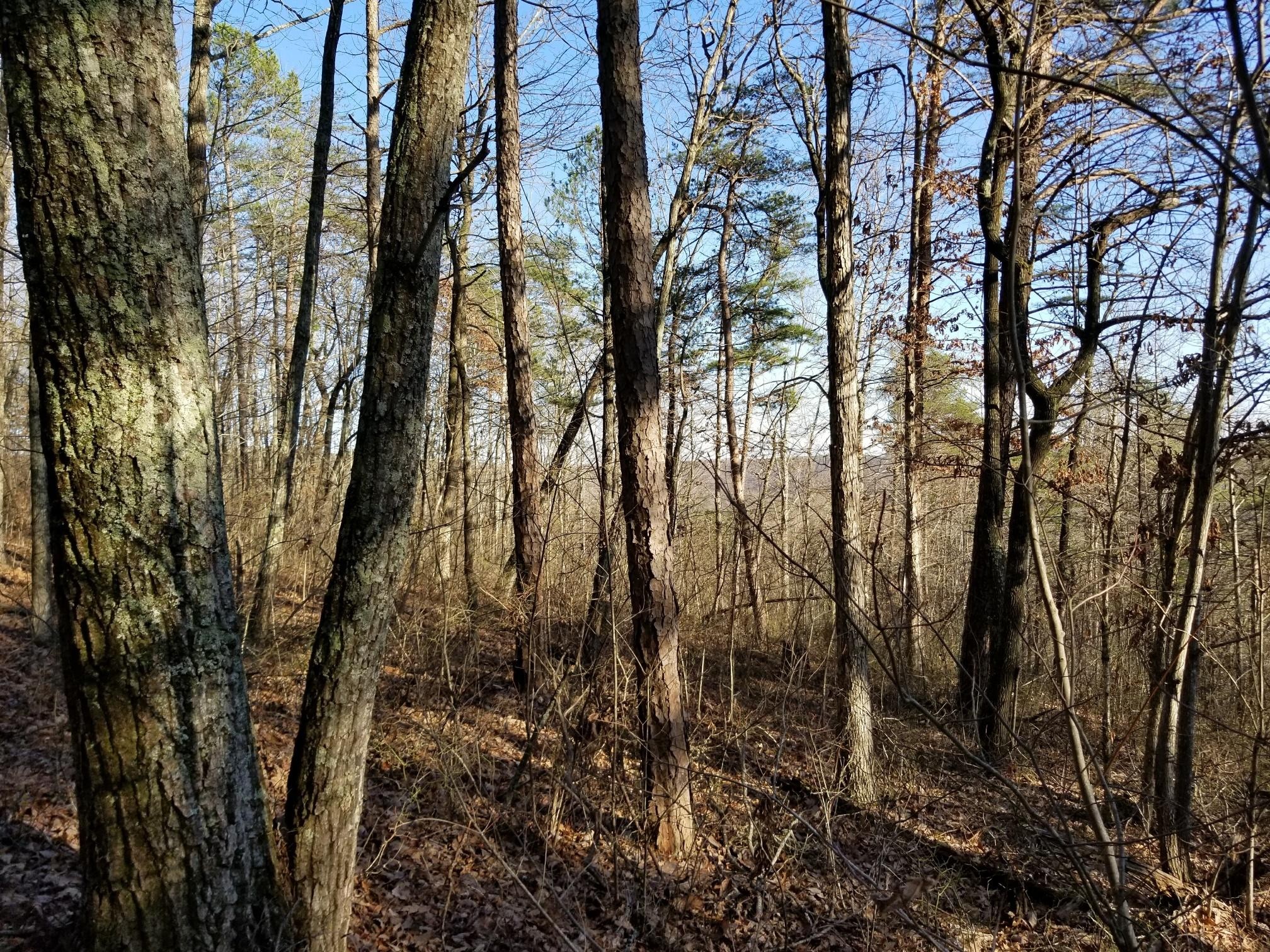 7403 Palmer Firetower Road Whitwell, TN 37397 - Photo 4 of 10 Gallery Image 4