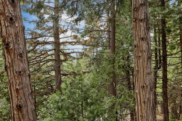 a view of a forest that has tall trees