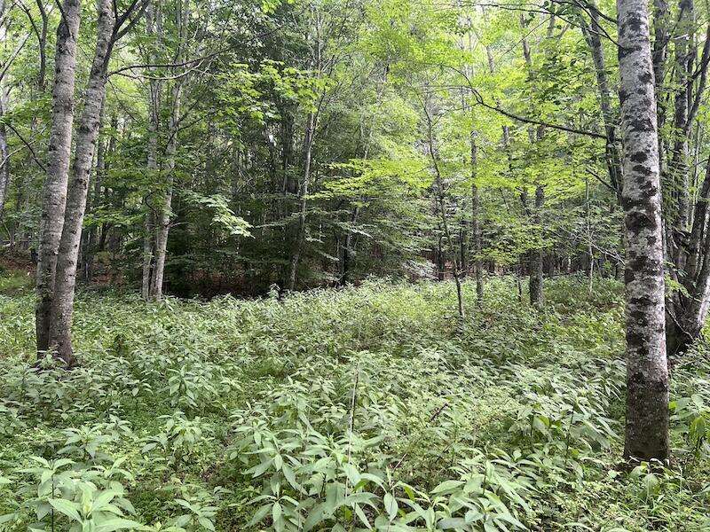 0 Music Road Northwest Floyd, VA 24091 - Photo 23 of 26 23
