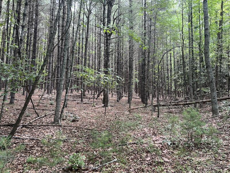 0 Music Road Northwest Floyd, VA 24091 - Photo 24 of 26 24