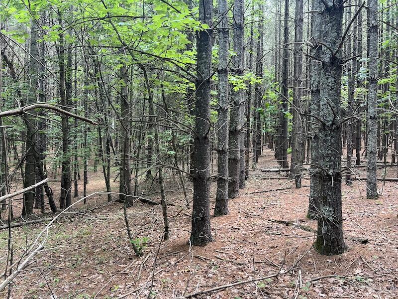0 Music Road Northwest Floyd, VA 24091 - Photo 25 of 26 25