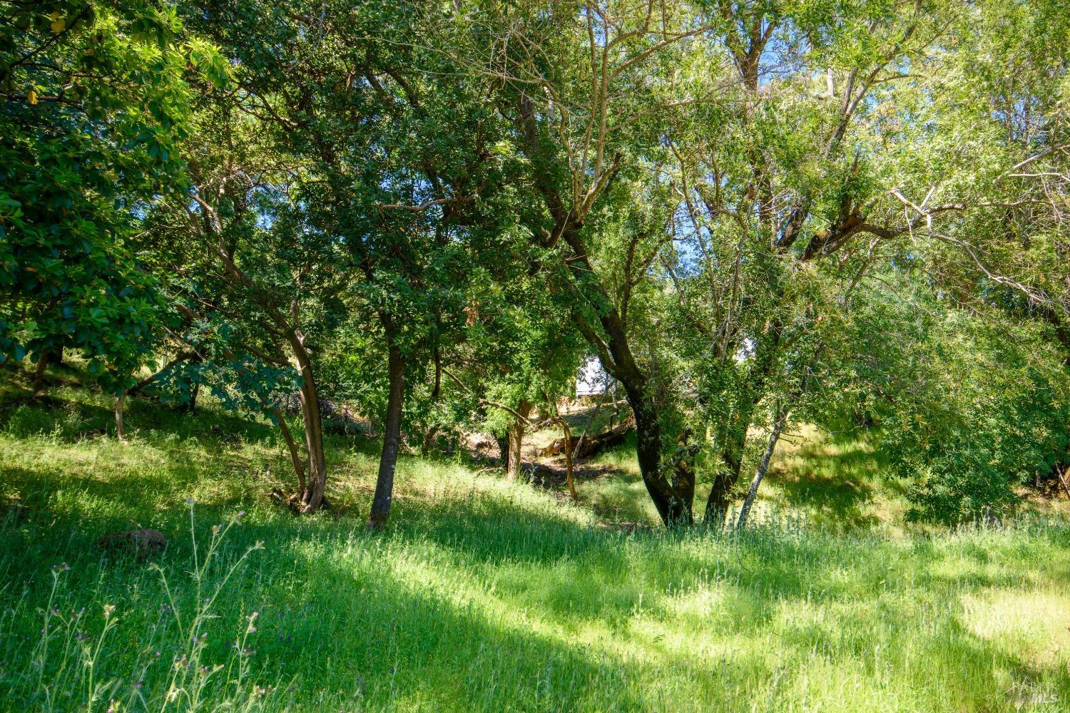 0 Sunnyhill Lane, Unit 173 Napa, CA 94558 - Photo 6 of 11 a view of a lush green space