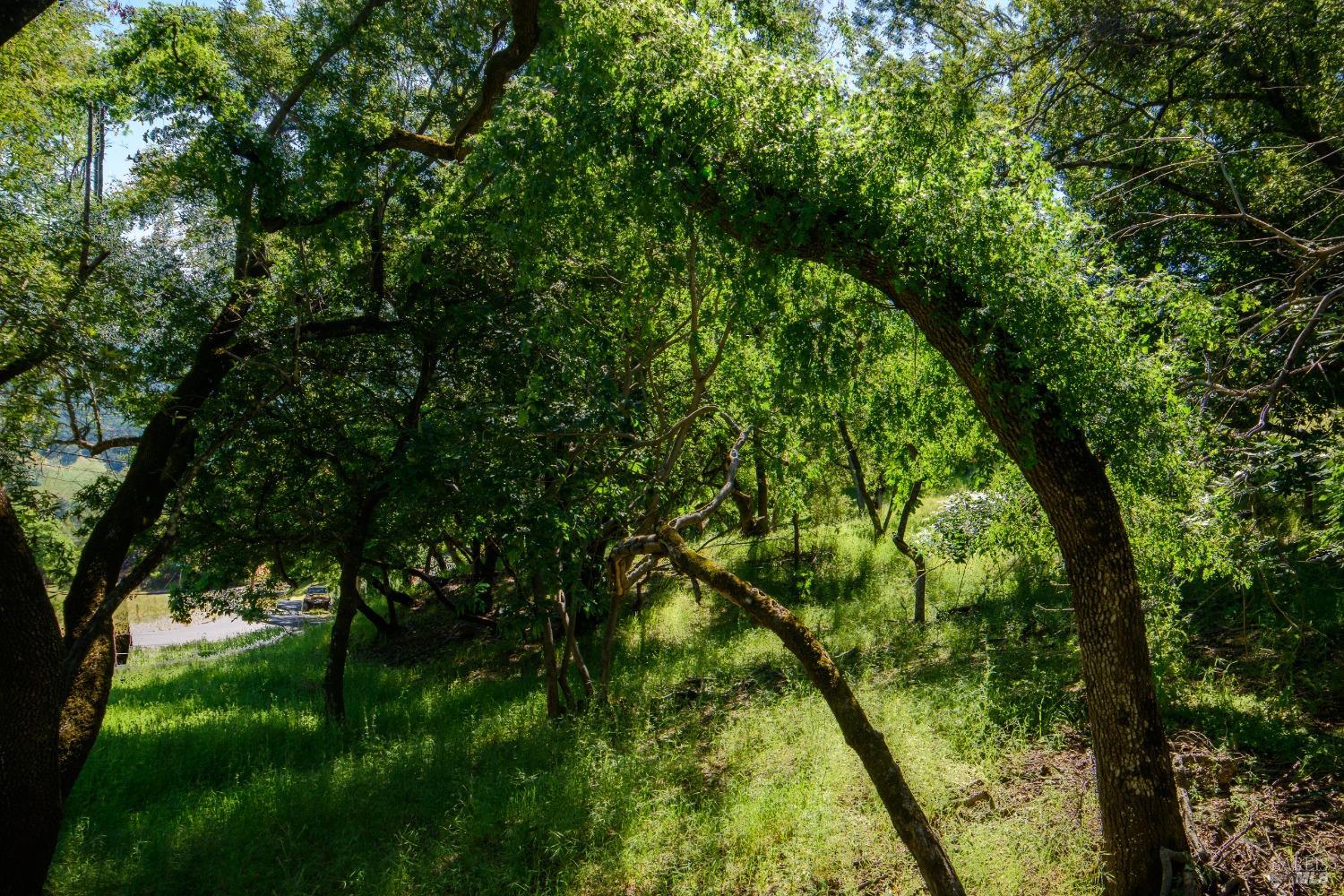 0 Sunnyhill Lane, Unit 173 Napa, CA 94558 - Photo 7 of 11 a view of a lush green forest