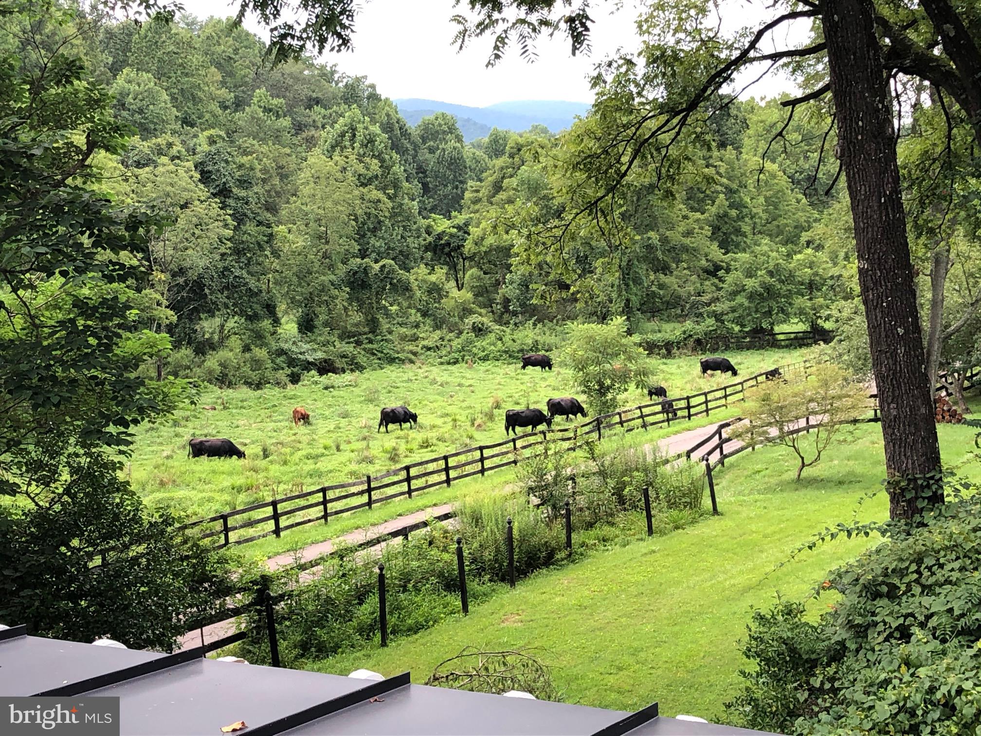 3131 Slate Mills Road Sperryville, VA 22740 - Photo 4 of 105 Friends and neighbors.....moo!