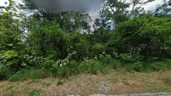 a view of a forest with lots of trees