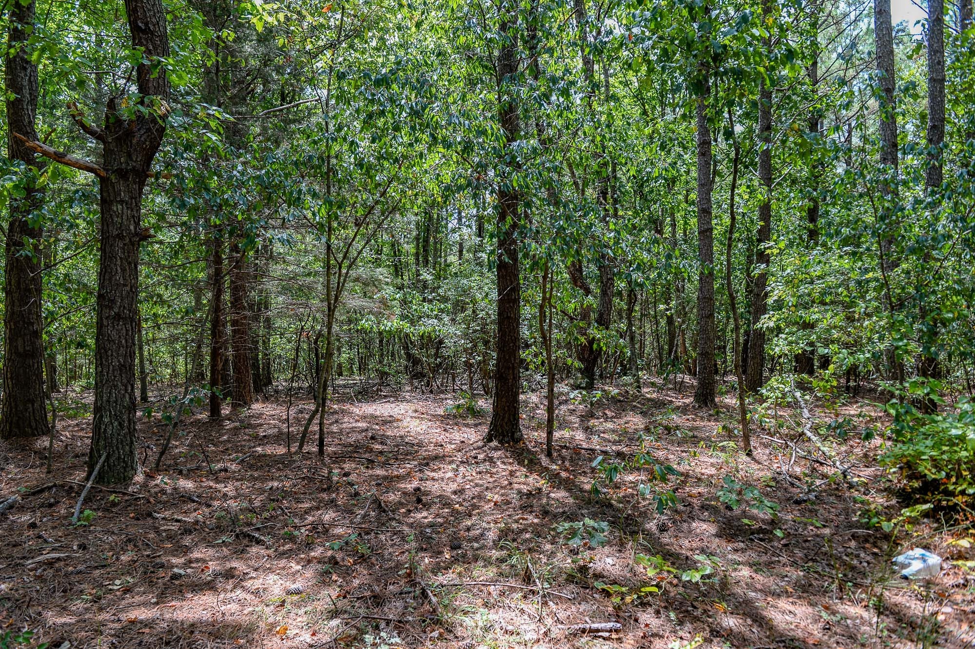 0 Brush Creek Road Linden, TN 37096 - Photo 10 of 22 a view of a forest with trees in the background