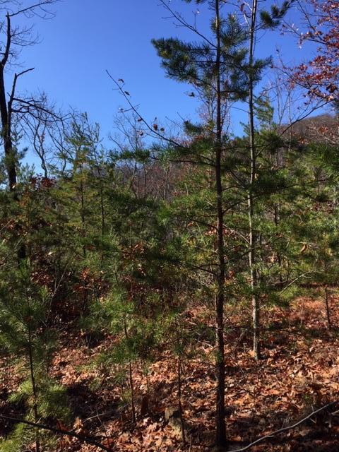 Bluff Mountain Road Sevierville, TN 37862 - Photo 2 of 6 Lot 128 d