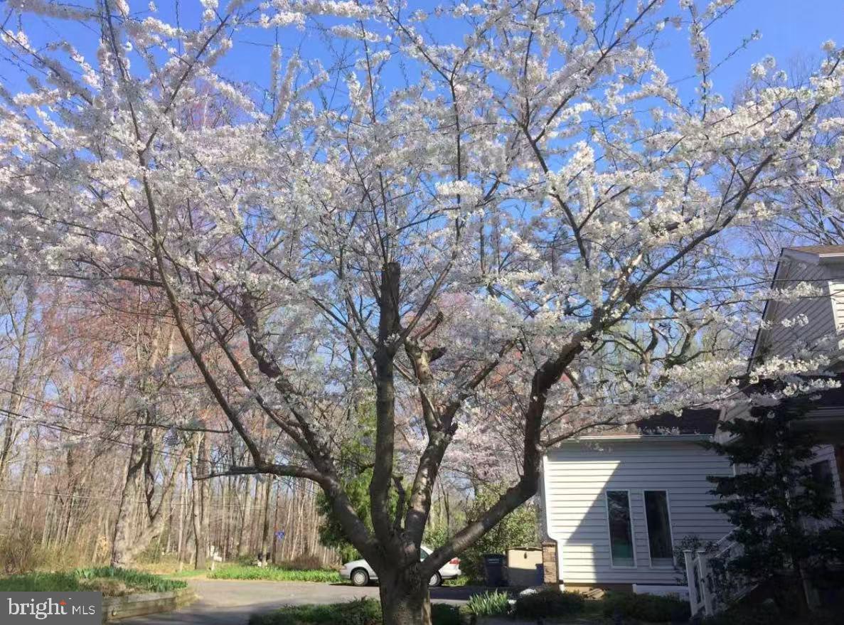 513 Springvale Road Great Falls, VA 22066 - Photo 90 of 95 Cherry tree front yard