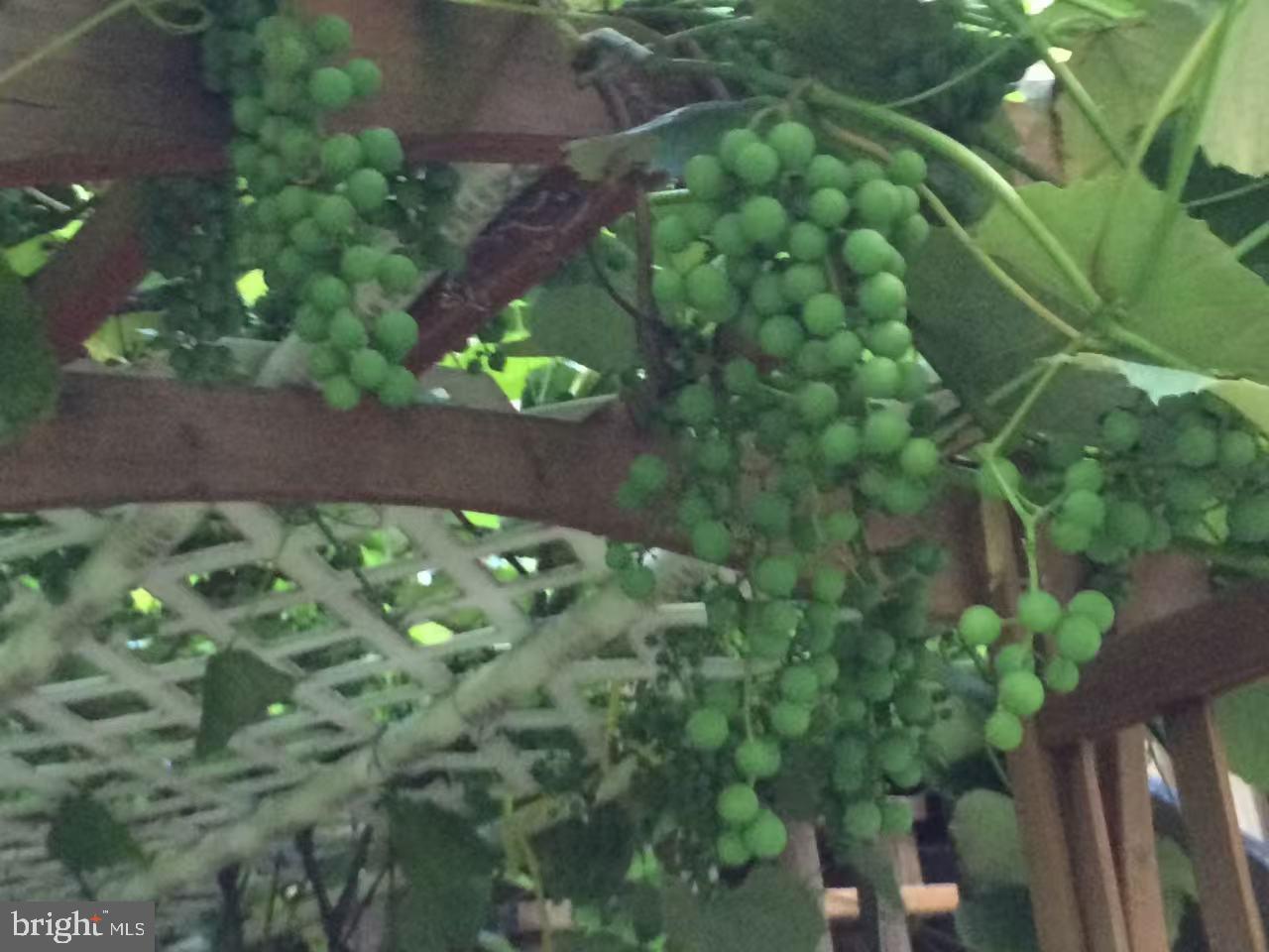 513 Springvale Road Great Falls, VA 22066 - Photo 91 of 95 Grapes