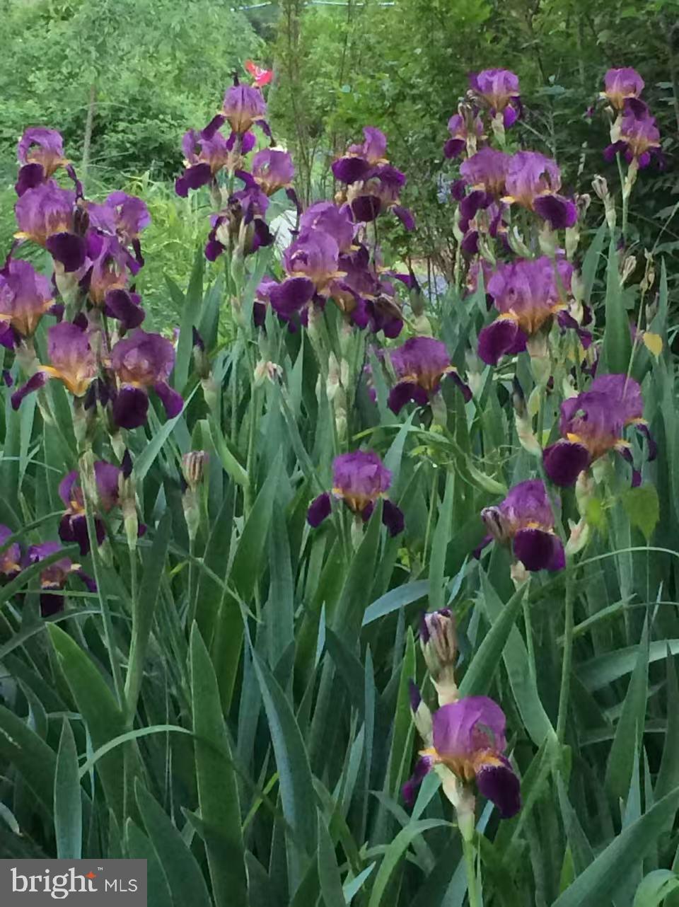 513 Springvale Road Great Falls, VA 22066 - Photo 93 of 95