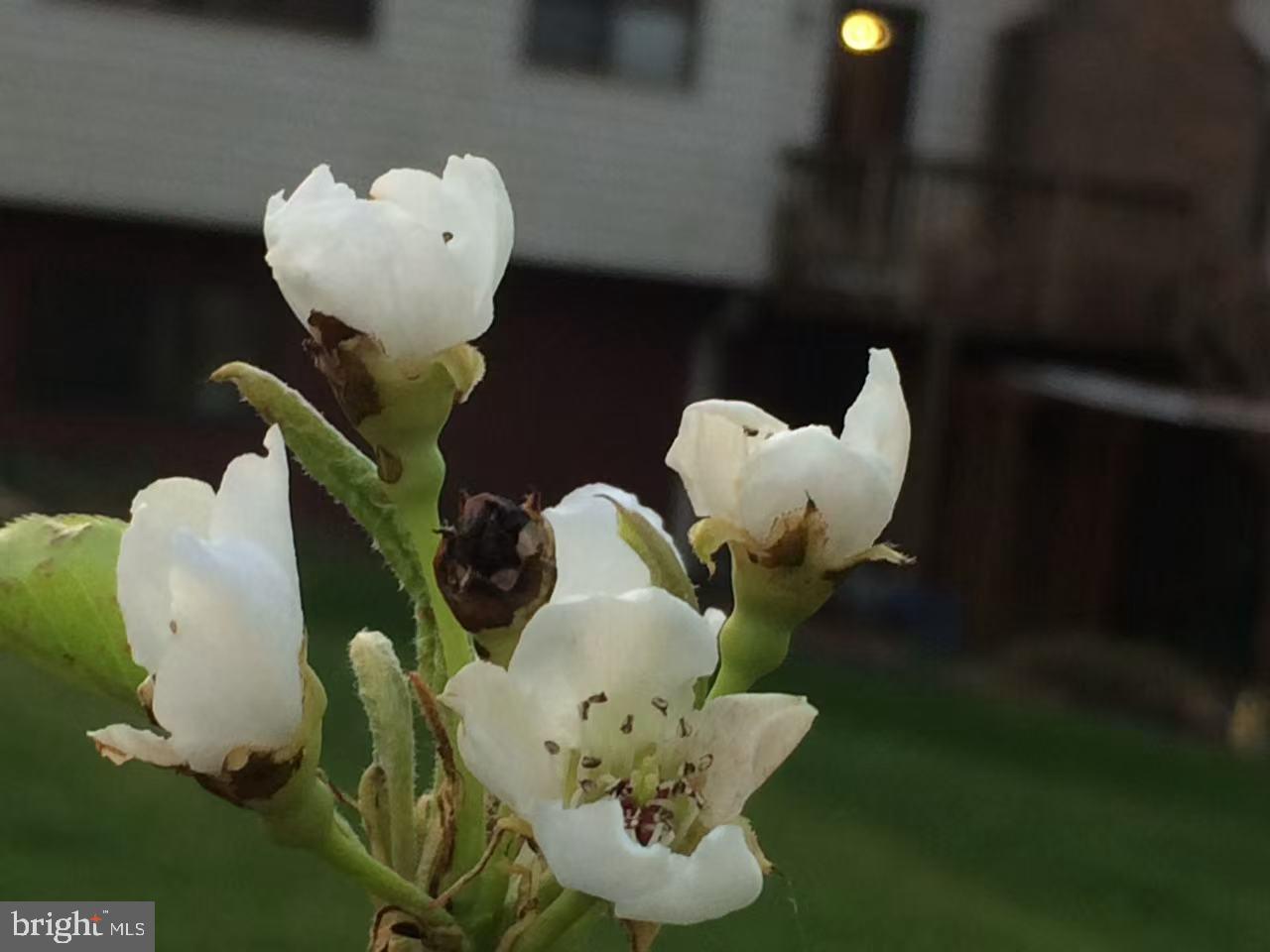 513 Springvale Road Great Falls, VA 22066 - Photo 94 of 95