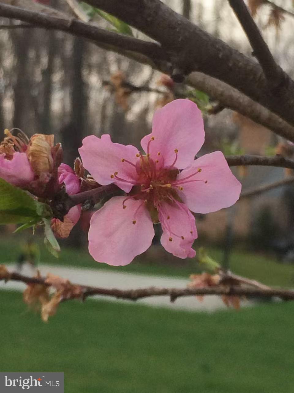513 Springvale Road Great Falls, VA 22066 - Photo 95 of 95 Peach flowers