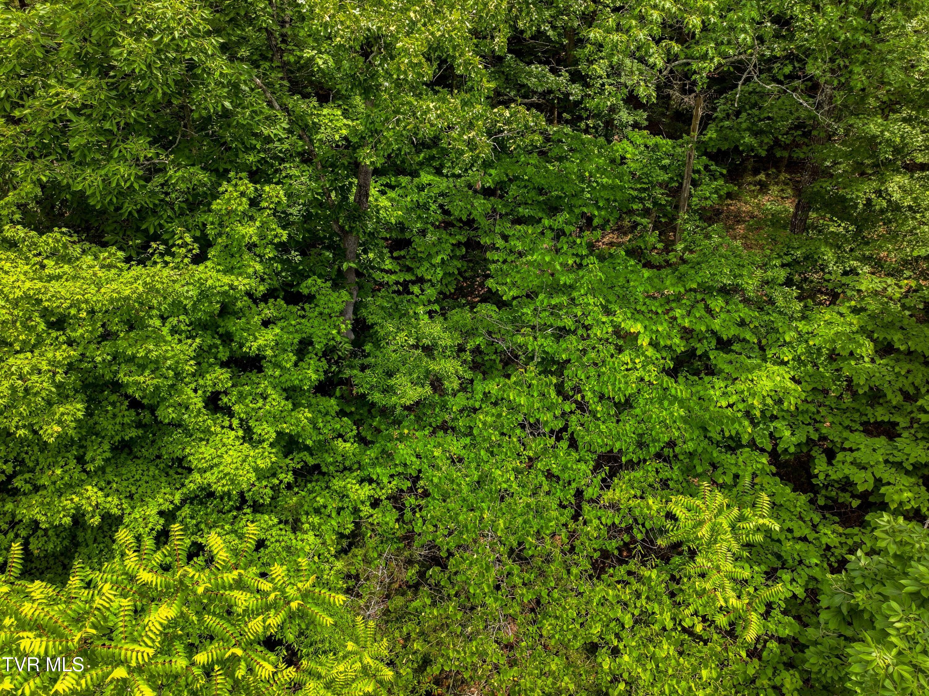 Lot 110 Eagles Ridge, Unit 110 Tazewell, TN 37879 - Photo 6 of 17 009-EaglesRidge-Tazewell-TN-37879-SMALL