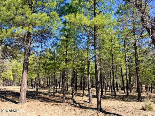 a view of a park with trees