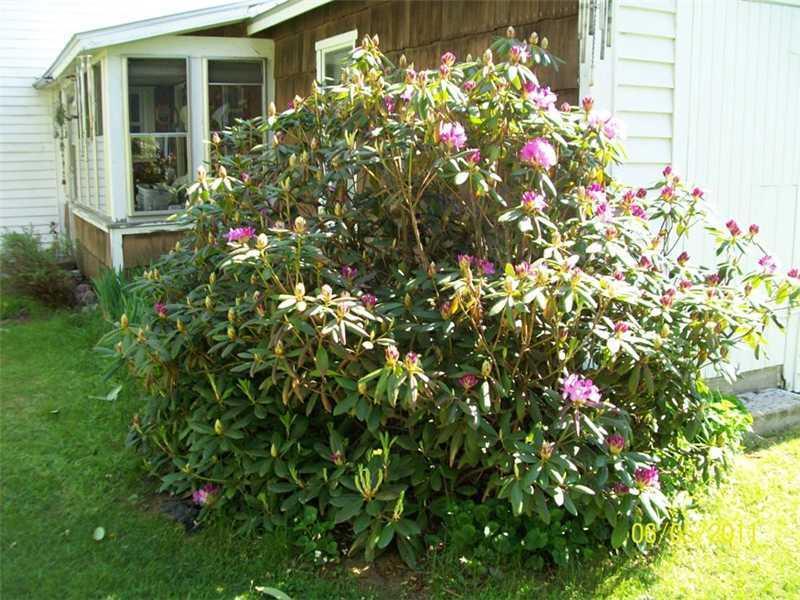 156 Freeman Ridge Road Kingfield, ME 04947 - Photo 17 of 17 Yard/Garden.