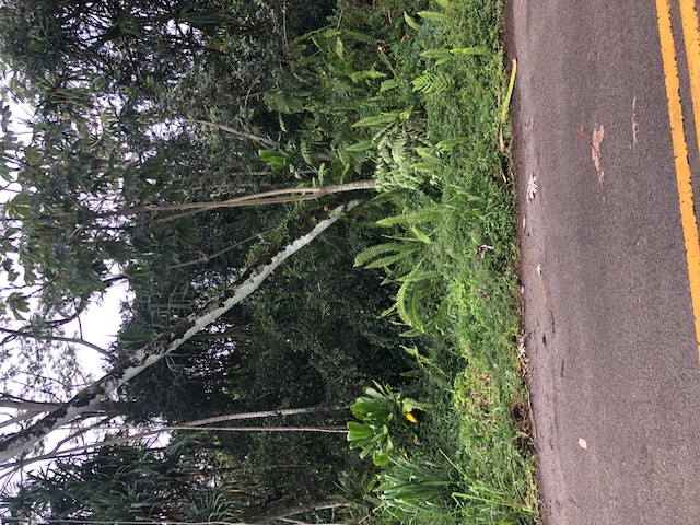 1398 Puni Makai Loop North Pahoa, HI 96778 - Photo 11 of 11 a backyard of a house with lots of green space