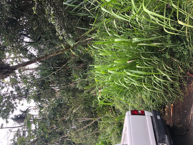 1398 Puni Makai Loop North Pahoa, HI 96778 - Photo 2 of 11 a backyard of a house with lots of green space and a fountain