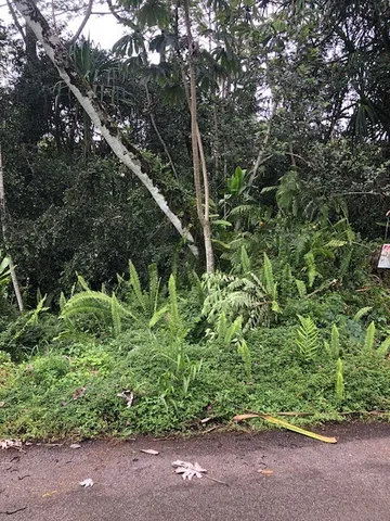 a plant view in yard