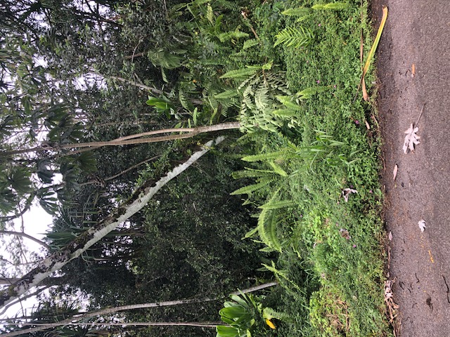 1398 Puni Makai Loop North Pahoa, HI 96778 - Photo 6 of 11 a backyard of a house with lots of green space