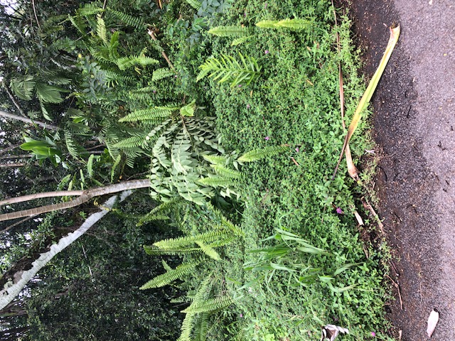 1398 Puni Makai Loop North Pahoa, HI 96778 - Photo 8 of 11 a view of outdoor space and garden