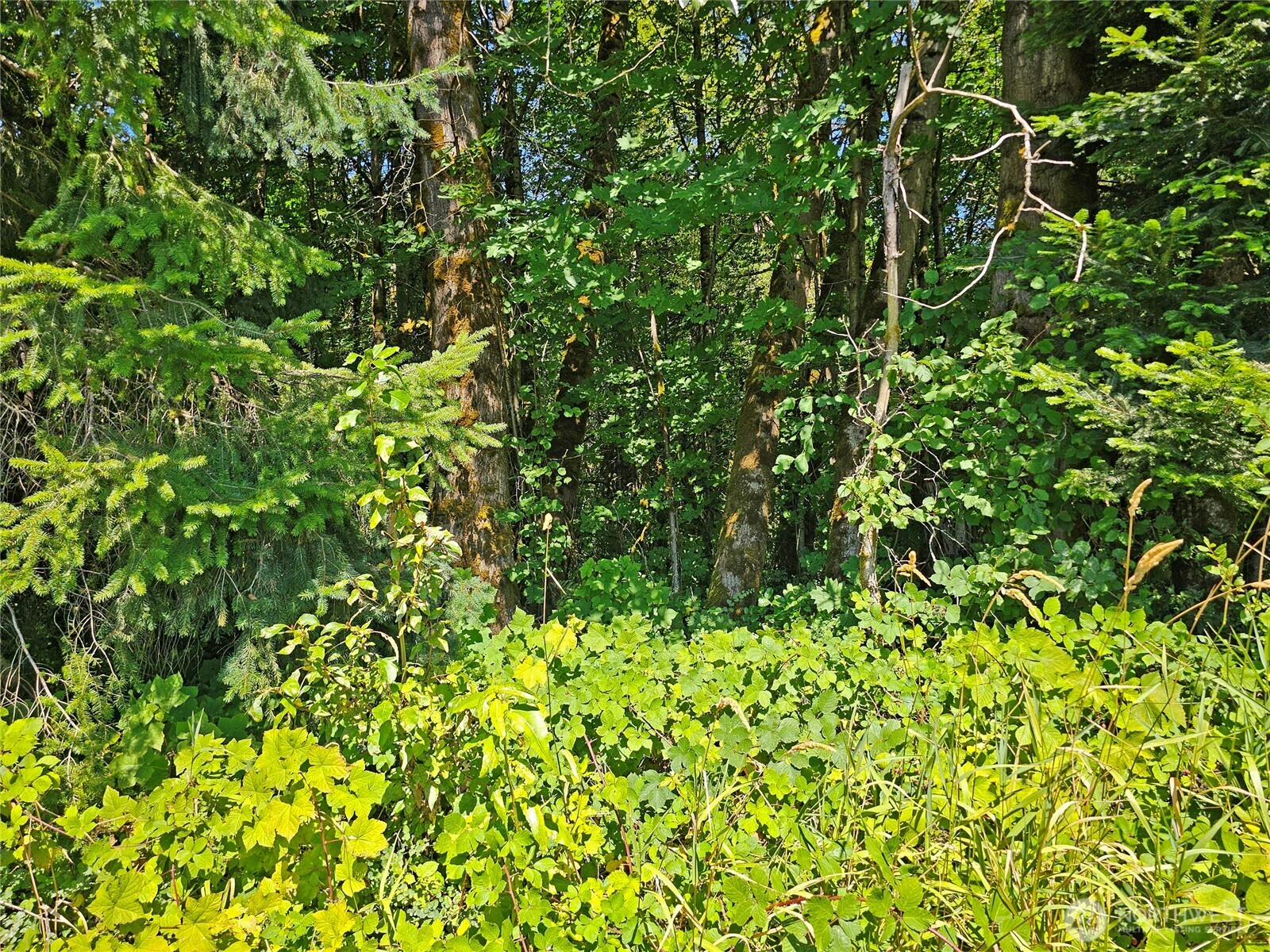 12630 183rd Avenue Southwest Rochester, WA 98579 - Photo 2 of 14