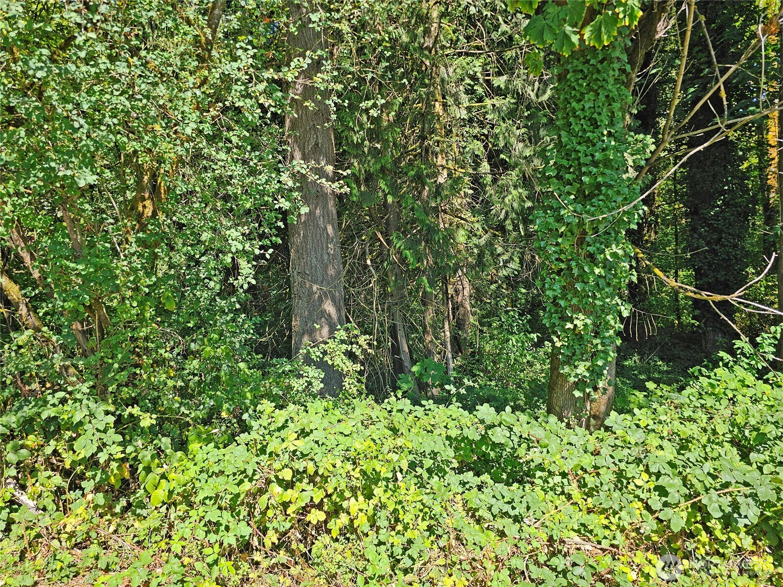 12630 183rd Avenue Southwest Rochester, WA 98579 - Photo 6 of 14