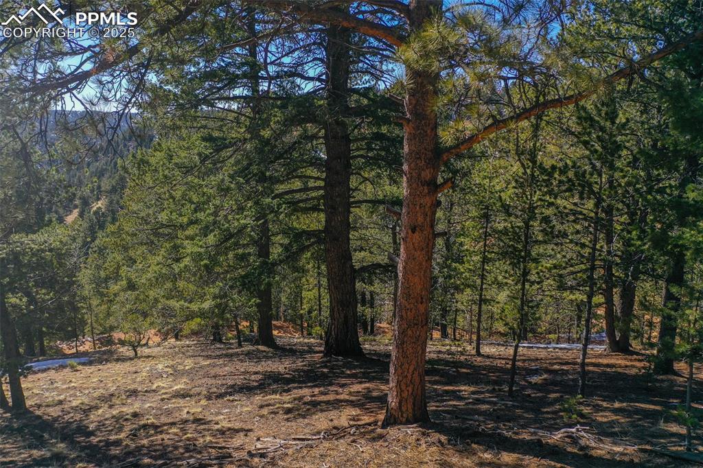 507 Horseshoe Drive Divide, CO 80814 - Photo 1 of 19 View of landscape featuring a forest view