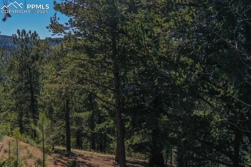 507 Horseshoe Drive Divide, CO 80814 - Photo 3 of 19 View of nature with a forest view