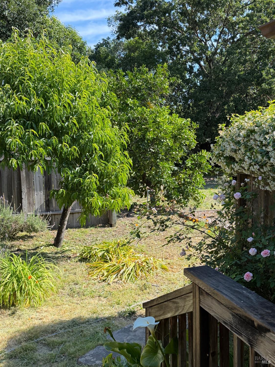 1927 Marsh Road Santa Rosa, CA 95403 - Photo 18 of 31 a view of a yard with plants and large trees