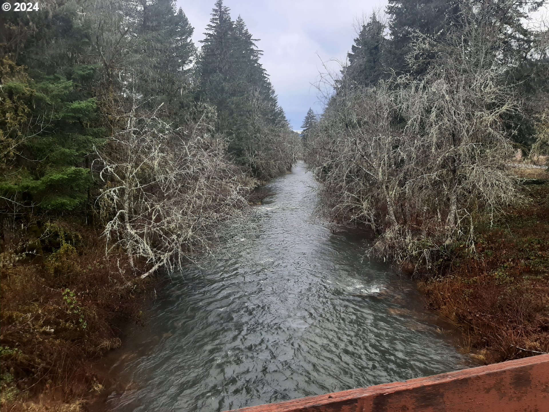 39935 Layng Creek Road Dorena, OR 97434 - Photo 4 of 11 a view of a yard