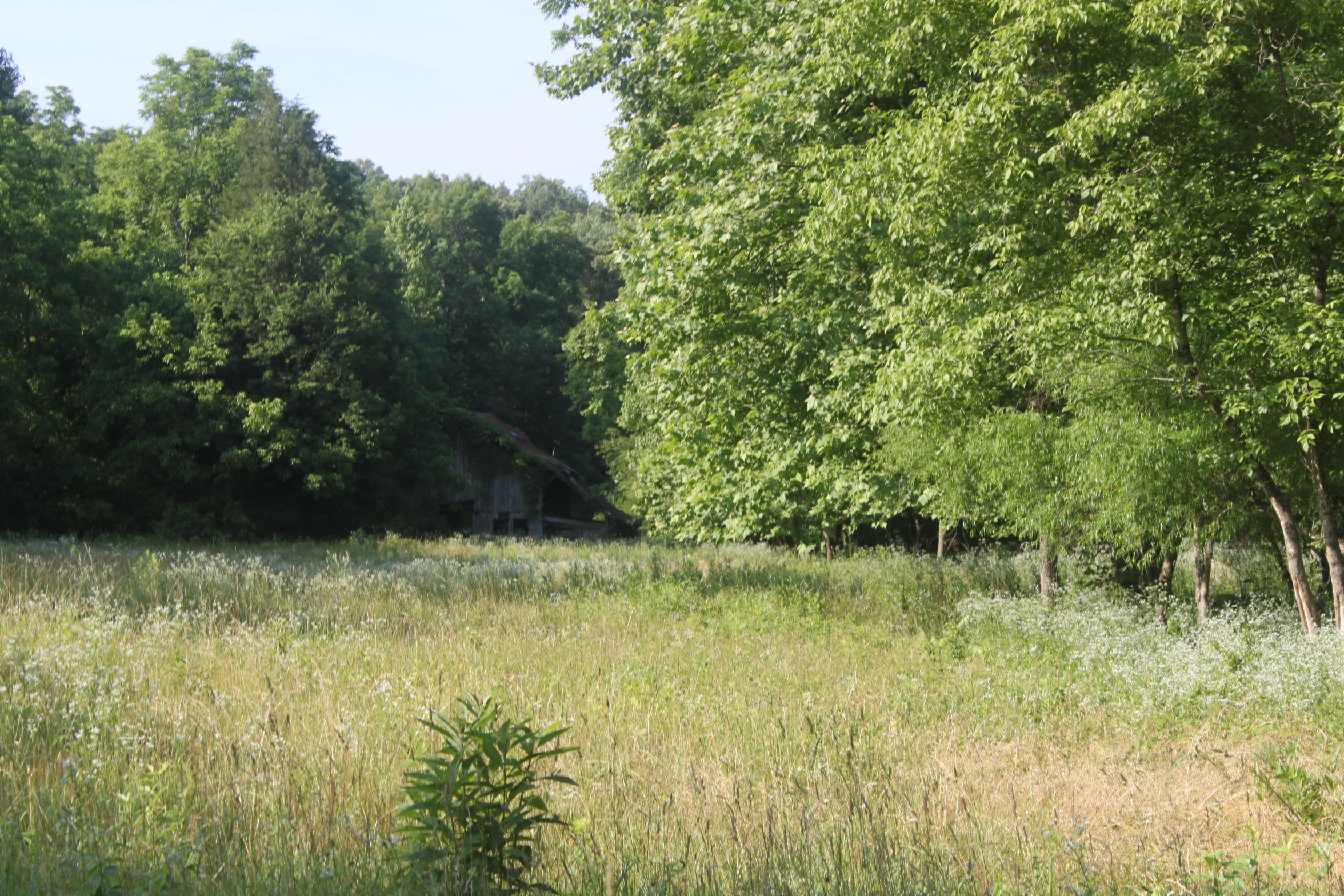 272 Cave Creek Road Loudon, TN 37774 - Photo 11 of 25 IMG_5306